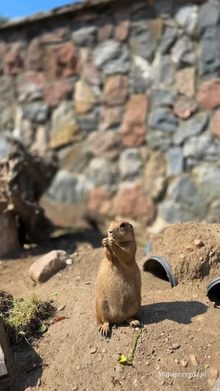 Podlaska Toskania – park zwierząt i rozrywki | Mini Zoo
